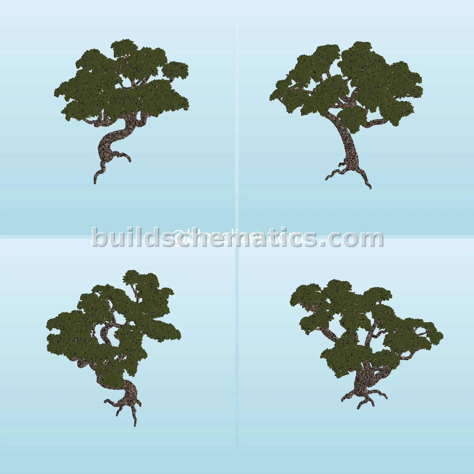 Ancient Forest Trees